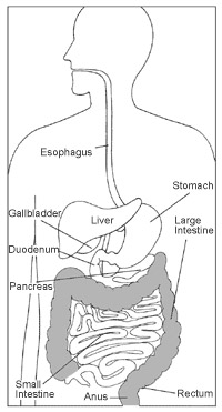Digestive tract with the
large intestine highlighted