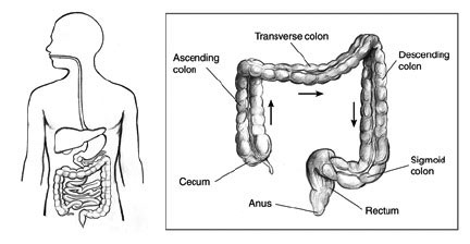 The colon and rectum are the two main parts of the large intestine